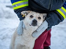 В Новосибирске энергетики передали приюту для животных 80 кг корма