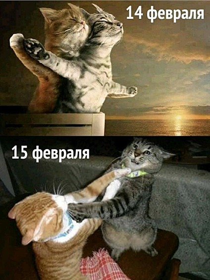 Даже коты отмечают...