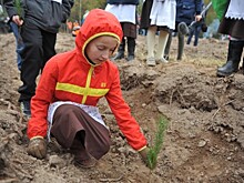 В историческом месте под Даниловом заложат сосновый бор