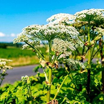 В Красногорске завершили борьбу с борщевиком