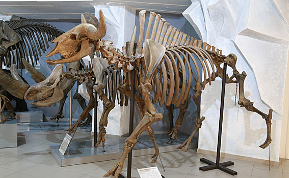 Забияка или Добрый Жора – как назовут скелет бизона в Новосибирске