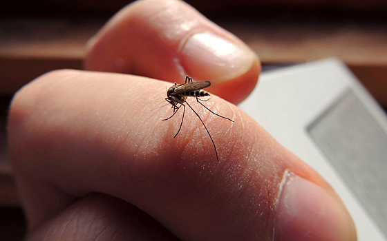 Комары запоминают запах своих убийц
