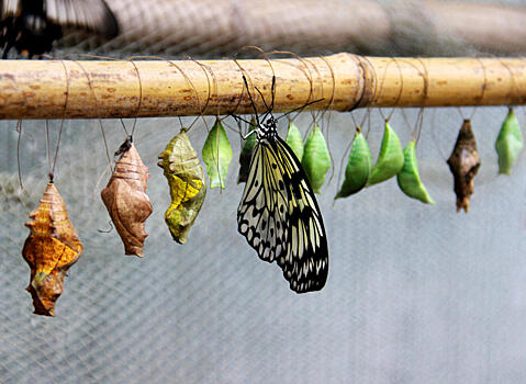 В «Дендрарии» города Сочи откроется «Сад бабочек»