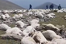 Более 550 овец погибли от удара молнии в Грузии
