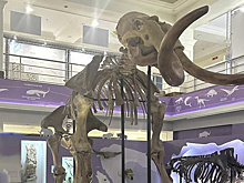 Сотрудница музея Шемановского представит Салехард на международной арене