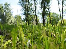 Около 30 человек задействованы на покосе травы в областной столице