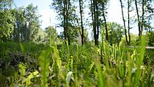 В Вологде запущена процедура расторжения контракта с подрядчиком, занимающимся покосом травы