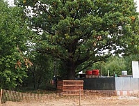 Вековой дуб в Малино защищен от стройки