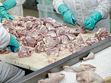 Учёные стали находить микропластик в птицепродукции