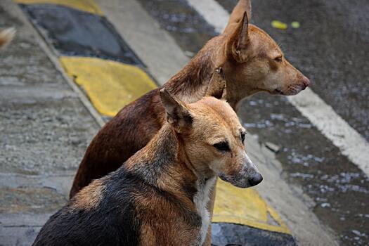 Жителям Подмосковья предложили выдавать отпугиватели от бездомных собак