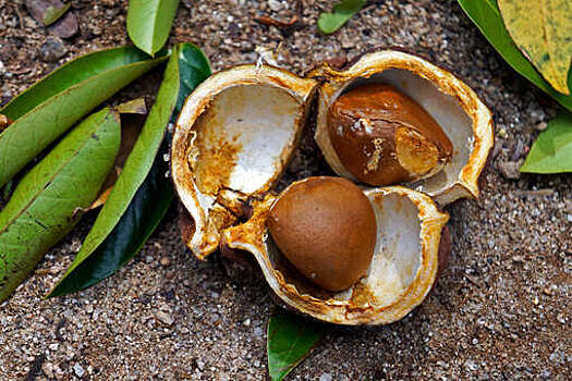 PLOS ONE: наноэмульсия масла копайбы подавляет размножение вируса Зика