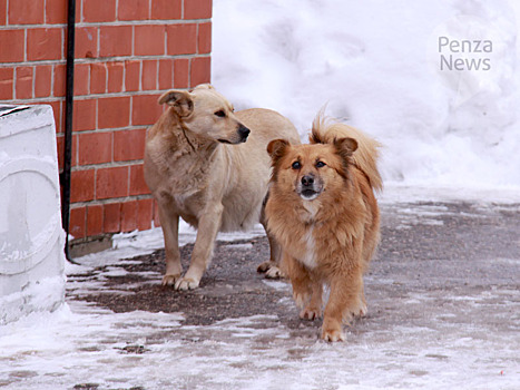 В Пензенской области откроют четыре приюта для содержания безнадзорных животных
