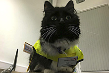 Кошку назначили старшим контролером вокзала в Великобритании
