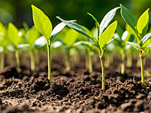 В Мурманске начинается акция по раздаче саженцев