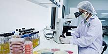 Российскими учеными была обнаружена «бактерия радости»