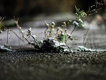 В Подмосковье в понедельник ожидается +5 градусов и низкое давление