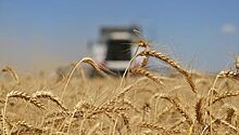 Российской пшенице предрекли глобальное доминирование