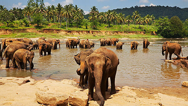 Шри-Ланка вновь отложила открытие для туристов