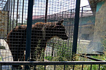 Крымский парк львов "Тайган" устранит нарушения и продолжит работу