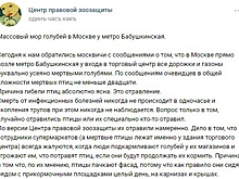 В Москве массовая гибель голубей попала на видео