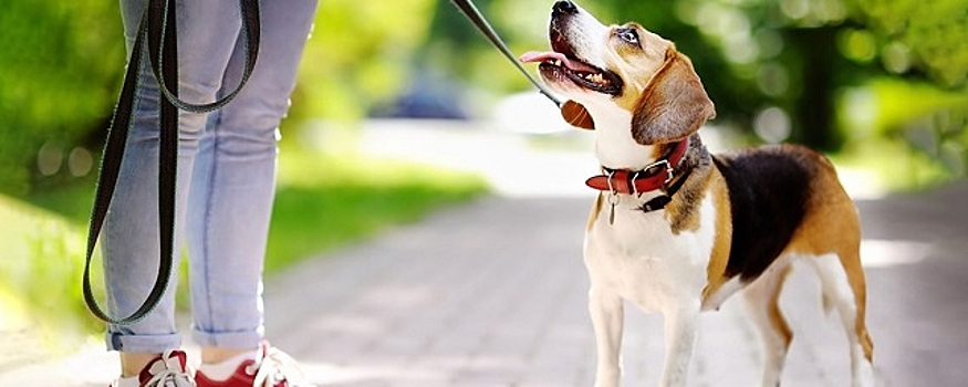 Казанцев призвали использовать дог-боксы по назначению