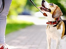 Казанцев призвали использовать дог-боксы по назначению