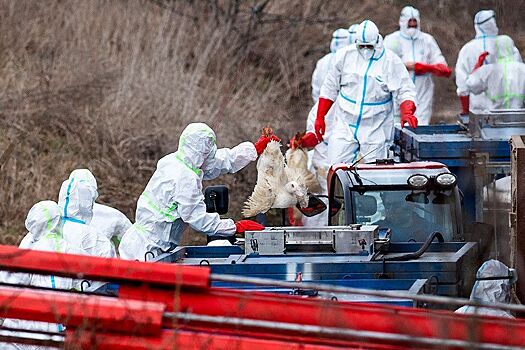 В ВОЗ оценили возможность возникновения пандемии птичьего гриппа