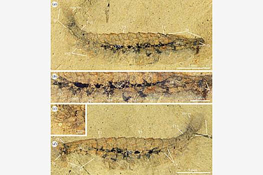 Найдены останки существа с древнейшим мозгом