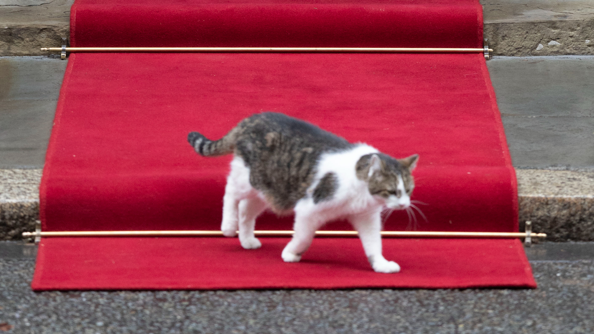 Кот Ларри из резиденции Стармера демонстративно не зашел в дом с Зеленским