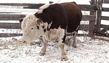 У коров выявили ген морозоустойчивости