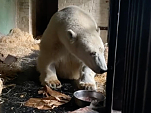 Реабилитологи прописали раненому медведю Диксону зарядку