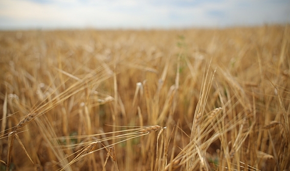 В Волгоградской области за 4 года посевная площадь выросла на 10,3%