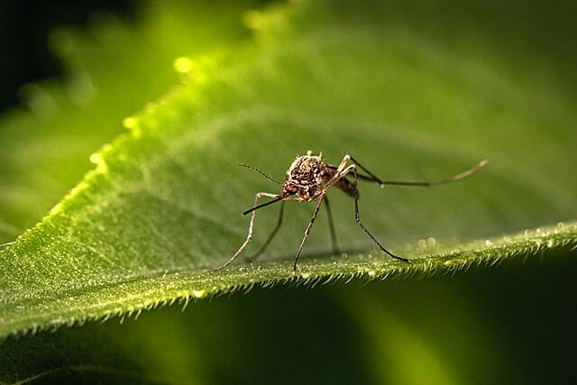 Как снять зуд от укусов насекомых при отсутствии специальных средств