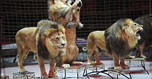 Следы зубов и когтей: лев напал на дрессировщика в цирке