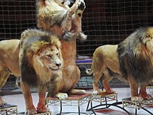 Следы зубов и когтей: лев напал на дрессировщика в цирке