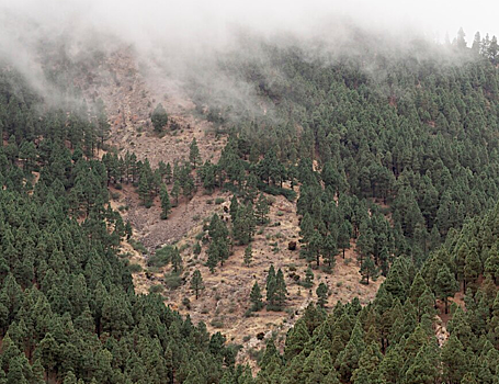 61% утраченного мирового леса можно восстановить и значительно снизить парниковые выбросы