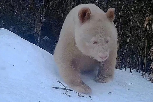 Замечена единственная в мире панда-альбинос: что о ней известно