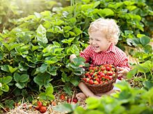 Ученые рассказали, почему должно настораживать нетипичное пищевое поведение детей