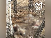 Уголовное дело возбуждено из-за отстрела стада оленей в Приморье