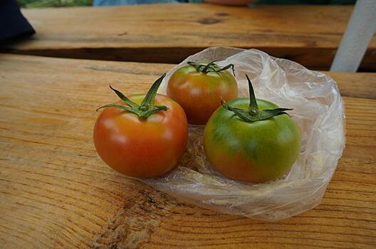 Вирус ToBRFV: случайность или диверсия против тепличной томатной индустрии?