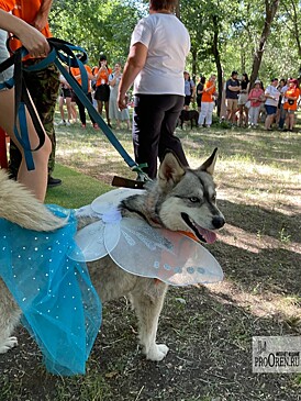 Фестиваль «Рыжебок-фест» помог найти дом каждому пятому представленному животному