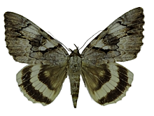 Физик из России открыл новый вид бабочек