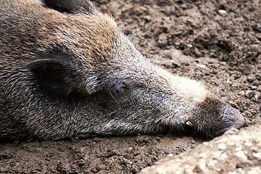 Вспышка африканской чумы свиней выявлена в РФ