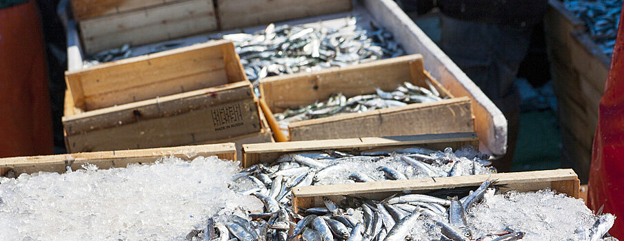 На Дальнем Востоке открыли новый завод по переработке рыбы