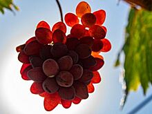 Главой Крымского бюро винограда и вина снова стала женщина