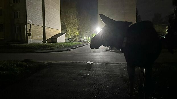 Беглой лосихе-мему устроили фотосессию среди многоэтажек под Костромой