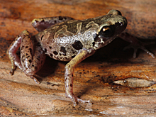 Ученые открыли на юге Таиланда «камуфлированную» лягушку
