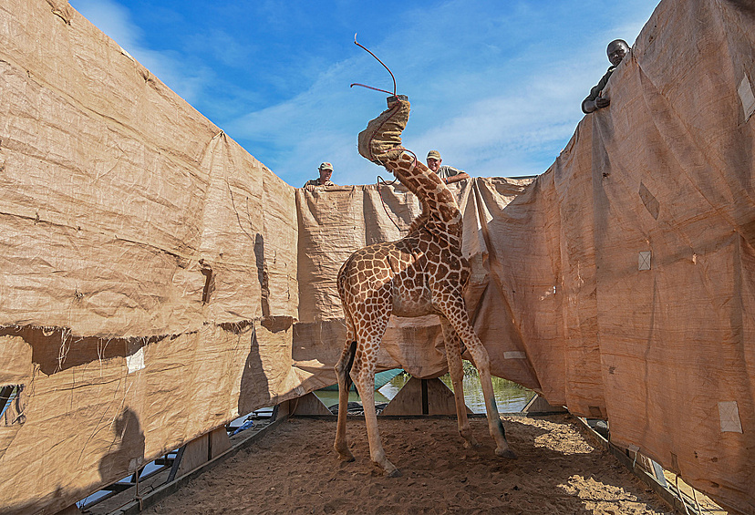 1-е место в категории «Природа» — «Спасение жирафов с затопляемого острова», Кения.