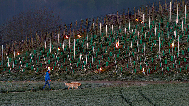 Холода ударили по вину: в Европе огнём спасают молодые побеги винограда
