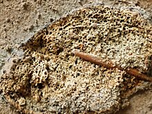 Под Воронежем нашли раненого мамонта